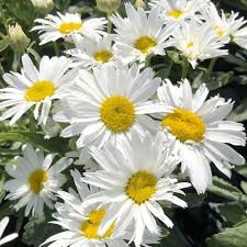 Leucanthemum Flower Seeds for Planting – Heirloom, Non-GMO, High Germination Organic Garden Seeds
