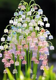 Heirloom Valley Flower Seeds for Planting – Drought Tolerant, Non-GMO, High Germination