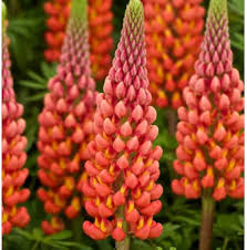 Orange Lupine Flower Seeds for Planting – Fragrant Blossoms Heirloom, Non-GMO, High Germination Garden Seeds