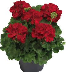 Dark Red Geranium Pelargonium Flower Seeds for Planting – Heirloom, Non-GMO, Long Bloom, High Germination