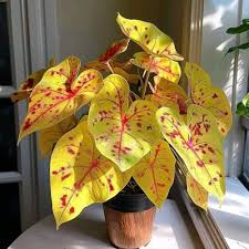 Caladium Flower Seeds for Planting – Heirloom, Non-GMO, High Germination Organic Garden Seeds
