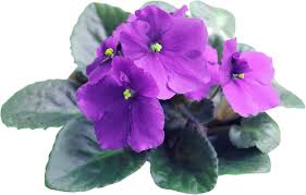 African Violet Flower Seeds for Planting – Heirloom, Non-GMO, Long Bloom Season Organic Garden Seeds
