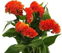 Celosia Chief Persimmon Flower Seeds for Planting – Garden Favorite, Heirloom, GMO Free Organic Garden Seeds