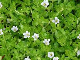 Bacopa Flower Seeds for Planting | Heirloom Non-GMO High Germination Organic Garden Seeds