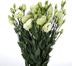 Light Green Lisianthus Flower Seeds for Planting – Heirloom, Non-GMO, Low Maintenance Organic Garden Seeds