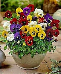 Pansy Swiss Flower Seeds for Planting - Hardy Variety, Heirloom, Non-GMO, High Germination Organic Garden Seeds