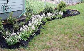 White Tiarella Wherryi Flower Seeds for Planting – Low Maintenance Heirloom Non-GMO Seeds