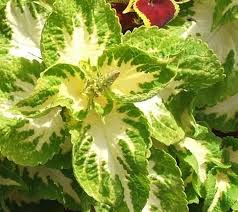 Green Yellow Coleus Flower Seeds for Planting – Heirloom, Non-GMO Long Bloom Season, High Germination Seeds