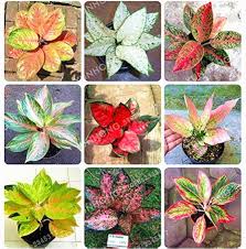 Aglaonema Mixed Seeds for Planting – Bright Blooming Heirloom Non-GMO Organic Garden Seeds, High Germination