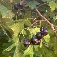 Fruit Seeds,Garden seeds, Seeds For Planting,Plant Seeds