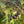 Fruit Seeds,Garden seeds, Seeds For Planting,Plant Seeds