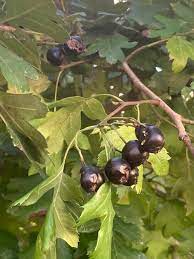 Fruit Seeds,Garden seeds, Seeds For Planting,Plant Seeds