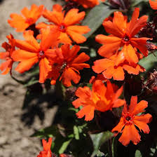 Red Orange Lychnis Arkwrightii Flower Seeds for Planting – Heirloom, Non-GMO, High Germination Organic Garden Seeds