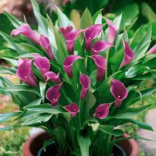 Calla Purple Flower Seeds for Planting | Heirloom Non-GMO Organic Garden Seeds, High Germination