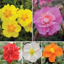 Mixed Helianthemum Flower Seeds for Planting – Heirloom, Non-GMO, Colorful Display, High Germination