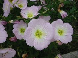 Light Pink Primrose Flower Seeds for Planting – Heirloom, Non-GMO, Sun Loving Organic Garden Seeds