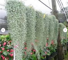 Dichondra Silver Falls Flower Seeds for Planting – Heirloom, Non-GMO, High Germination Organic Garden Seeds