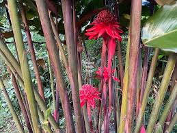 Torch Ginger Flower Seeds for Planting - Perfect for Borders, Heirloom, Non-GMO, High Germination Organic Garden Seeds