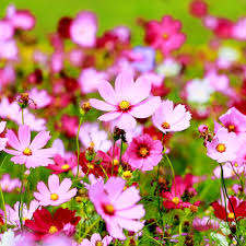 Cosmos Flower Seeds for Planting – Long Bloom Season, Heirloom, Non-GMO, High Germination Organic Garden Seeds