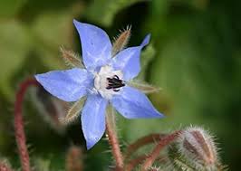 Borago Officinalis Flower Seeds for Planting – Vibrant Colors, Heirloom &amp; Non-GMO Seeds