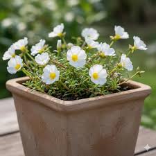 White Moss-Rose Flower Seeds for Planting – Heirloom, Non-GMO, High Germination Garden Seeds