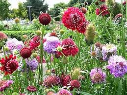 Heirloom Scabiosa Flower Seeds for Planting – Bright Blooms, Non-GMO, High Germination Organic Garden Seeds