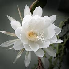 Epiphyllum Oxypetalum Flower Seeds for Planting - Heirloom, Non-GMO, High Germination Organic Garden Seeds