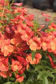 Orange Cape Honeysuckle Flower Seeds for Planting – Heirloom, Non-GMO, Wildflower Mix, High Germination