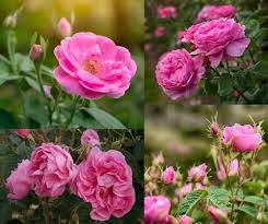 Damask Rose Bush Flower Seeds for Planting – Cut Flower Favorite, Heirloom, Non-GMO, High Germination
