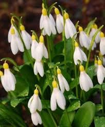 White Snowbells Flower Seeds for Planting – Pollinator Friendly Heirloom, Non-GMO, High Germination Organic Garden Seeds