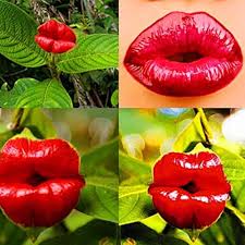 Heirloom Lips Flower Seeds for Planting – Seasonal Bloomer, Non-GMO, High Germination Organic Garden Seeds