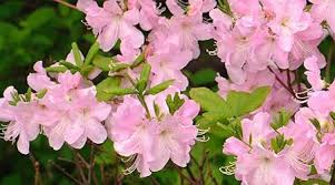 Heirloom Rhododendron Flower Seeds for Planting – Cottage Garden Essential, Non-GMO, High Germination Organic Garden Seeds