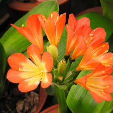 Orange Miniata Flower Seeds for Planting – Heirloom, Non-GMO, Bright Blooms Organic Garden Seeds