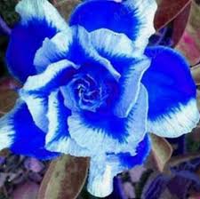 Deep Blue Adenium Obesum Flower Seeds for Planting – Heirloom, Non-GMO, Bright Blooms Organic Garden Seeds
