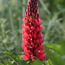 Red Lupin Flower Seeds for Planting – Hardy Variety, Heirloom, Non-GMO Seeds for Home Garden