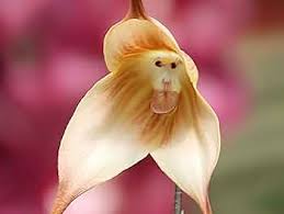 Monkey Orchid Flower Seeds for Planting – Sun Loving, Heirloom, Non-GMO, High Germination Organic Garden Seeds