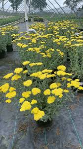 Yellow Achillea Flower Seeds for Planting – Heirloom, Non-GMO, Fragrant Blossoms Organic Garden Seeds