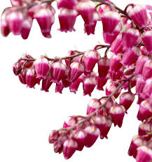 Majalis Flower Seeds for Planting | Easy to Grow | Heirloom Non-GMO High Germination Seeds