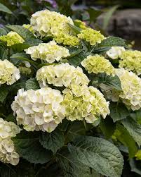 Flower Seeds, Seeds,Seeds For Planting,Plant Seeds