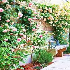 Climbing Rose Flower Seeds for Planting – Heirloom, Non-GMO, High Germination Organic Garden Seeds