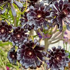 Aeonium Flower Seeds for Planting – Seasonal Bloomer, Heirloom, Non-GMO, Organic Garden Seeds