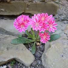 Pink Lewisia Flower Seeds for Planting – Heirloom, Non-GMO, Organic Cut-Flower Garden Seeds