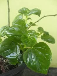 Heirloom Peperomia Pellucida Flower Seeds for Planting – Non-GMO, Long Bloom Season, High Germination