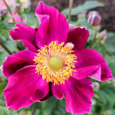 Fantasy Pocahontas Anemone Flower Seeds – Heirloom, Non-GMO, Sun-Loving