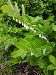 Polygonatum Flower Seeds for Planting – Heirloom, Non-GMO, High Germination Organic Garden Seeds