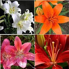 Lilium Flower Seeds for Planting – Garden Favorite Heirloom Non-GMO Organic Garden Seeds
