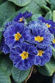 Blue Zebra Primula Flower Seeds for Planting | Heirloom Non-GMO High Germination Organic Garden Seeds