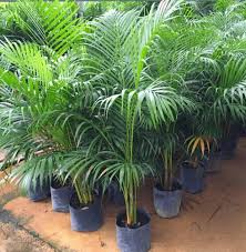 Green Chrysalidocarpus Lutescens Flower Seeds for Planting – Heirloom Non-GMO High Germination Organic Garden Seeds