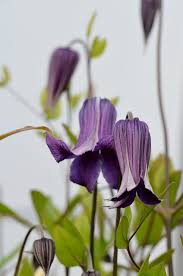 Clematis Rooguchi Flower Seeds – Heirloom, Non-GMO, Colorful Organic Garden Seeds for Planting