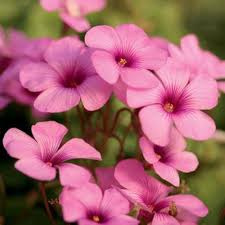 Heirloom Oxalis Flower Seeds for Planting – Non-GMO, High Germination Organic Garden Seeds
